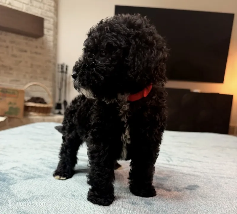 Red Boy – Bordoodle puppy for sale in Atlanta, GA