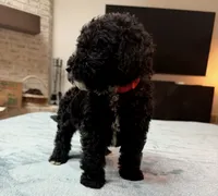 Red Boy, a male Bordoodle for sale in Atlanta, GA – 1 of 6