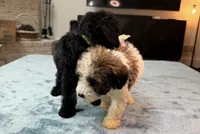 Blue Boy, a male Bordoodle for sale in Atlanta, GA – 6 of 6