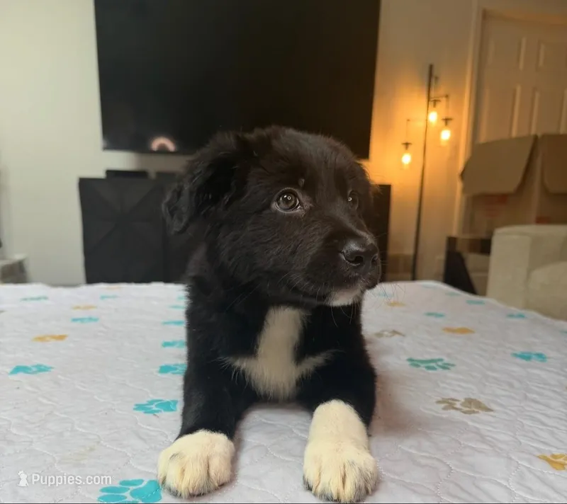 Clover – Border Collie puppy for sale in Atlanta, GA
