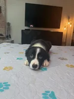 Baby Boy, a male Border Collie for sale in Atlanta, GA – 10 of 10