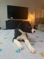 Baby Boy, a male Border Collie for sale in Atlanta, GA – 2 of 10