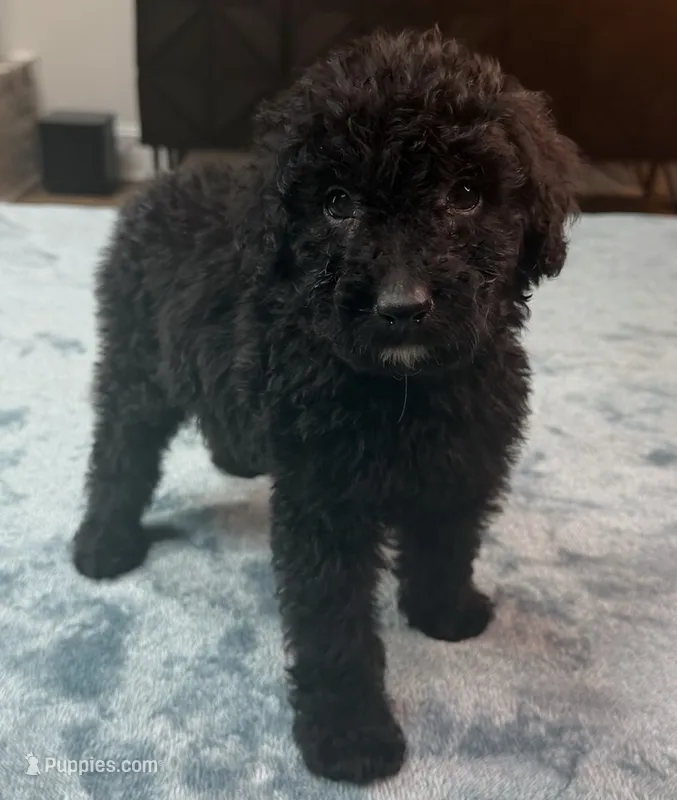 Green Boy – Poodle - Standard , Bordoodle puppy for sale in Atlanta, GA