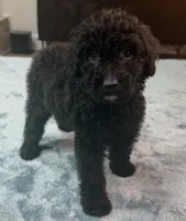 Green Boy, a male Poodle - Standard  and Bordoodle for sale in Atlanta, GA – 1 of 8