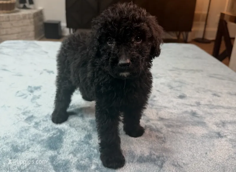 Green Boy – Bordoodle puppy for sale in Atlanta, GA