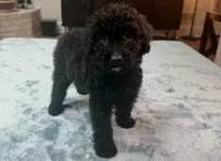 Green Boy, a male Bordoodle for sale in Atlanta, GA – 1 of 6