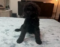 Green Boy, a male Bordoodle for sale in Atlanta, GA – 2 of 6