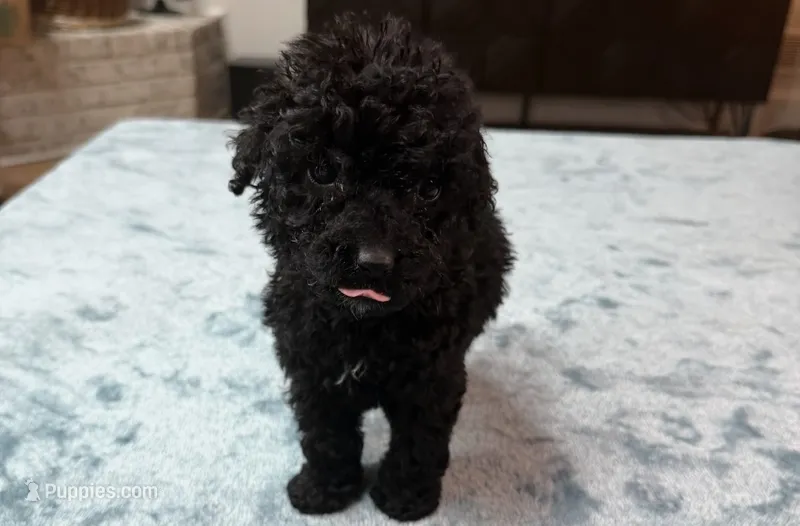 Light Pink Girl – Poodle - Standard , Bordoodle puppy for sale in Atlanta, GA