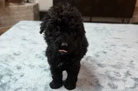 Light Pink Girl, a female Bordoodle for sale in Atlanta, GA – 4 of 6