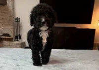 Pink Girl, a female Bordoodle for sale in Atlanta, GA – 2 of 5