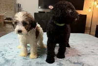 Green Boy, a male Bordoodle for sale in Atlanta, GA – 4 of 6
