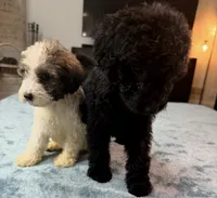 Green Boy, a male Bordoodle for sale in Atlanta, GA – 5 of 6