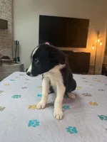 Baby Boy, a male Border Collie for sale in Atlanta, GA – 6 of 10