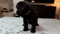 Yellow Boy, a male Bordoodle for sale in Atlanta, GA – 2 of 6