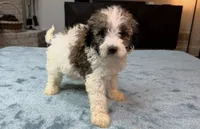 Blue Boy, a male Bordoodle for sale in Atlanta, GA – 3 of 6