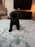 Yellow Boy, a male Poodle - Standard  and Bordoodle for sale in Atlanta, GA – 4 of 8