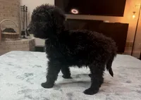 Green Boy, a male Bordoodle for sale in Atlanta, GA – 3 of 6
