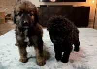Purple Girl, a female Bordoodle for sale in Atlanta, GA – 6 of 6