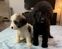 Blue Boy, a male Bordoodle for sale in Atlanta, GA – 5 of 6