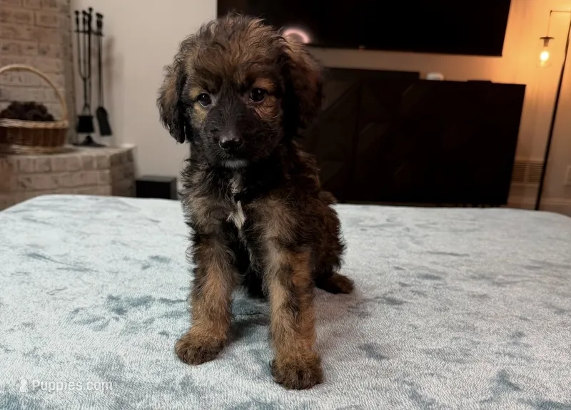 Purple Girl – Bordoodle puppy for sale in Atlanta, GA