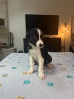 Baby Boy, a male Border Collie for sale in Atlanta, GA – 5 of 10