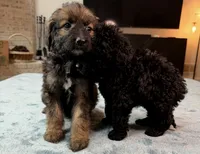 Light Pink Girl, a female Bordoodle for sale in Atlanta, GA – 6 of 6