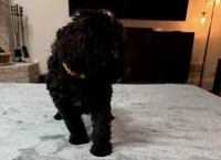 Yellow Boy, a male Bordoodle for sale in Atlanta, GA – 4 of 6