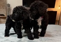 Pink Girl, a female Bordoodle for sale in Atlanta, GA – 4 of 5