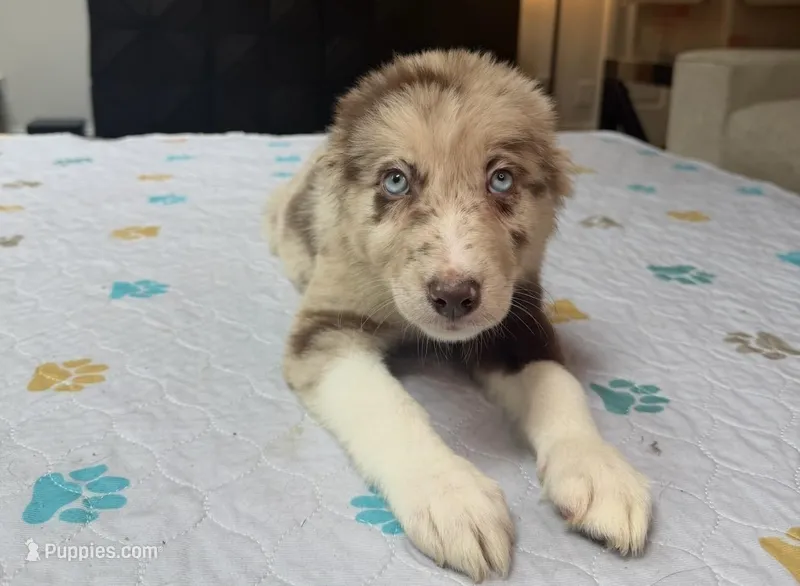 Lucky – Border Collie puppy for sale in Atlanta, GA