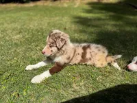 Lucky, a male Border Collie for sale in Atlanta, GA – Photo 3 of 3