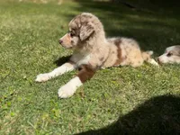 Lucky, a male Border Collie for sale in Atlanta, GA – Photo 2 of 3