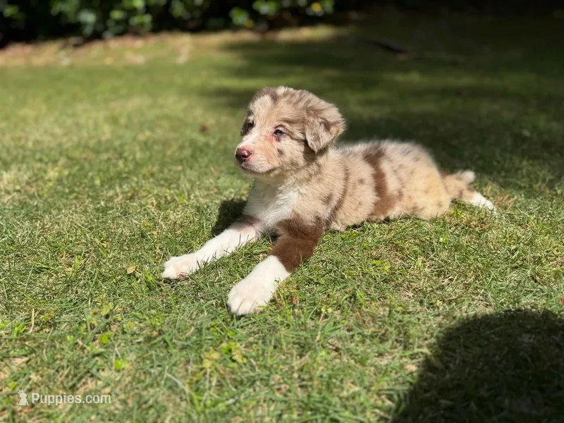 Lucky – Border Collie puppy for sale in Atlanta, GA