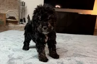 Grey Boy, a male Bordoodle for sale in Atlanta, GA – 3 of 6