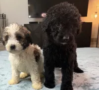 Green Boy, a male Poodle - Standard  and Bordoodle for sale in Atlanta, GA – 6 of 8