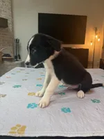 Baby Boy, a male Border Collie for sale in Atlanta, GA – 4 of 10