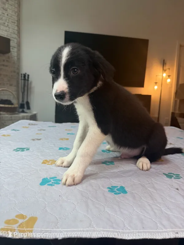 Baby Boy – Border Collie puppy for sale in Atlanta, GA