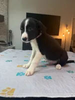 Baby Boy, a male Border Collie for sale in Atlanta, GA – 1 of 10