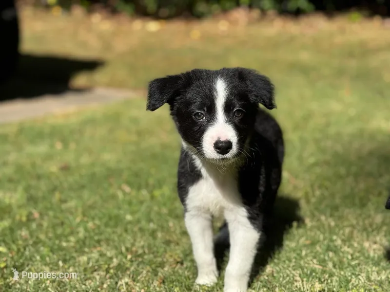 Shandy – Border Collie puppy for sale in Atlanta, GA