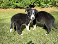Shandy, a male Border Collie for sale in Atlanta, GA – Photo 3 of 5
