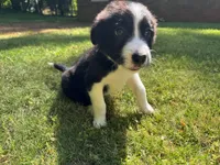 Shandy, a male Border Collie for sale in Atlanta, GA – Photo 4 of 5