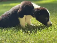 Shandy, a male Border Collie for sale in Atlanta, GA – Photo 5 of 5