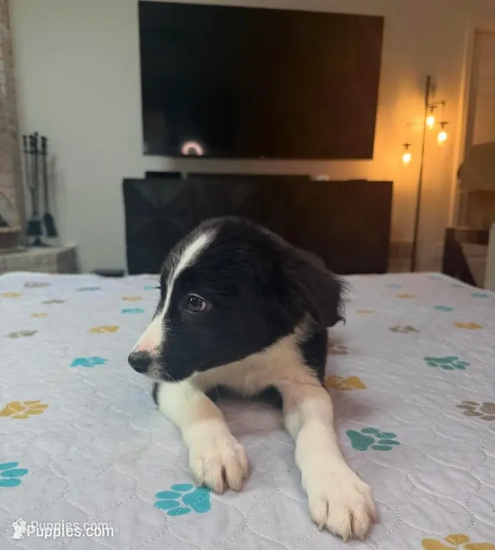 Shandy – Border Collie puppy for sale in Atlanta, GA