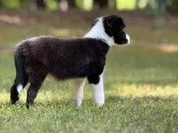 Shandy, a male Border Collie for sale in Atlanta, GA – Photo 2 of 5