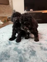 Yellow Boy, a male Poodle - Standard  and Bordoodle for sale in Atlanta, GA – 6 of 8