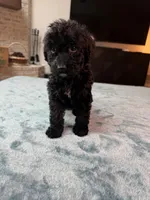 Yellow Boy, a male Poodle - Standard  and Bordoodle for sale in Atlanta, GA – 2 of 8