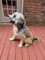 Pink Girl, a female Border Collie and Poodle - Standard  for sale in Atlanta, GA – 7 of 7