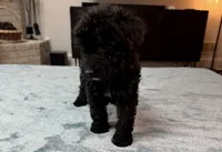 Yellow Boy, a male Bordoodle for sale in Atlanta, GA – 3 of 6