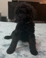 Green Boy, a male Poodle - Standard  and Bordoodle for sale in Atlanta, GA – 2 of 8