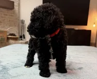 Red Boy, a male Bordoodle for sale in Atlanta, GA – 3 of 6