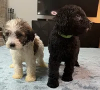 Green Boy, a male Poodle - Standard  and Bordoodle for sale in Atlanta, GA – 5 of 8